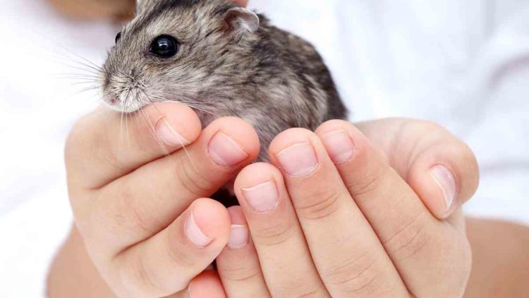 7 Small Pets for You