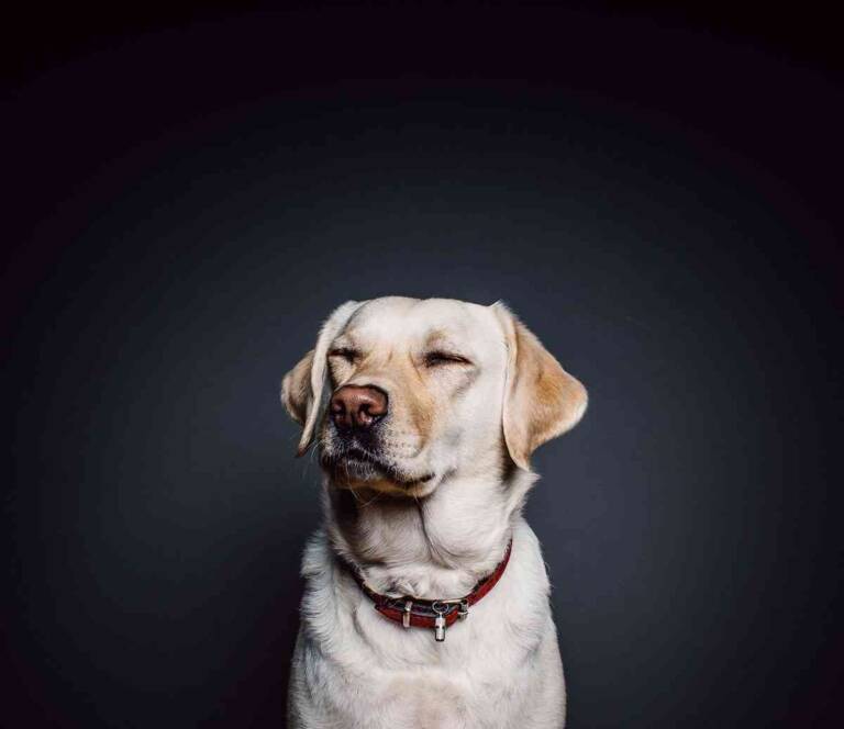 Reservations Ruff Dogs